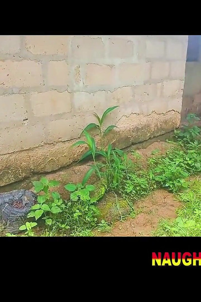 Video with My African Stepbrother Fucking BBW Black African Big Tits