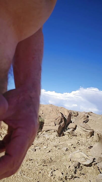 Desert Flamingos