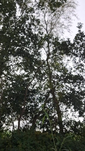 CRUISING  GRANDPA GIVING SEXSHOW IN PUBLIC OUTDOOR FOREST WITH CUMSHOT | Clip 1