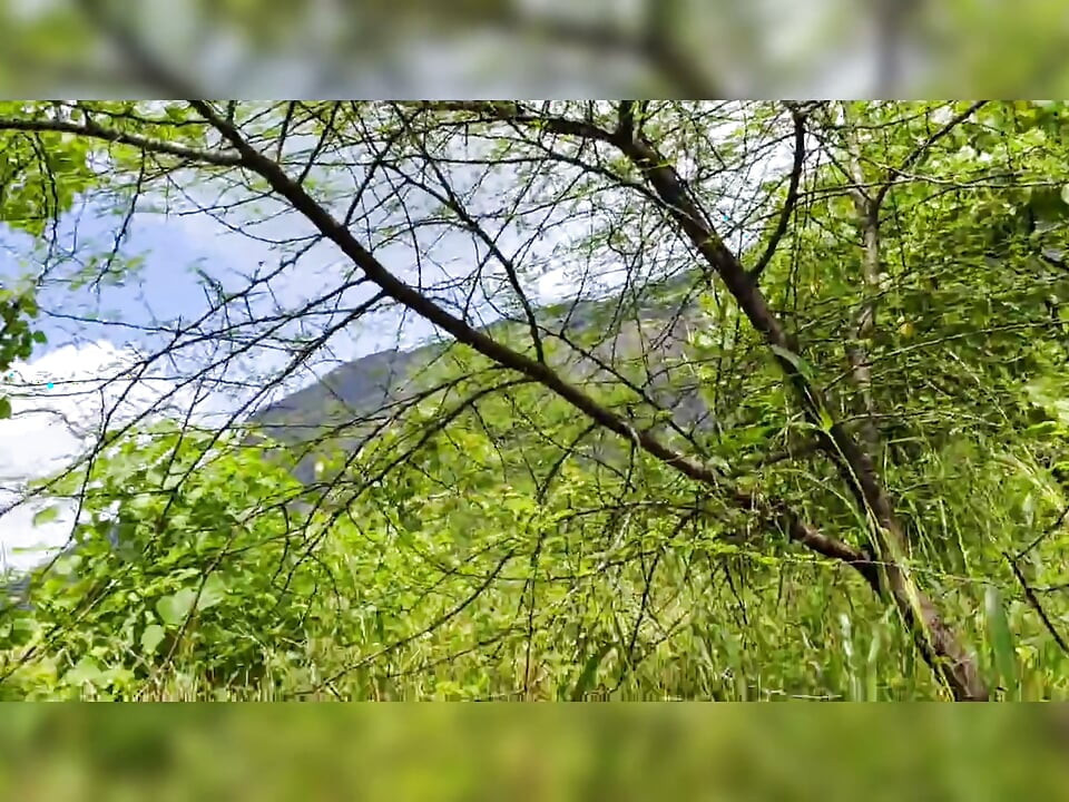 S-285.再次在森林里做爱