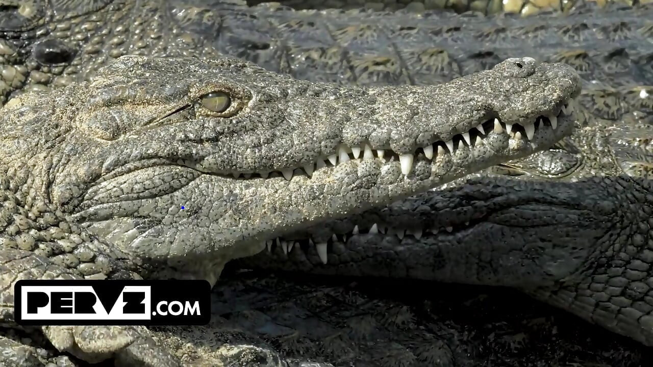 Bush Hunter Jason Tracks Down a Rare Full Bush Specimen in Florida Swamps