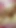 Must-see moment from "I sucked my cheerleader roommate's nipples - Nico Yazawa Orgasm"