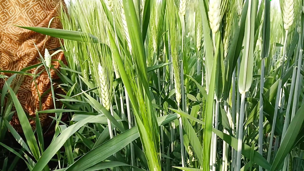 Desi 18-year-old young, married beautiful sister puts her finger in her pussy in the field and gets her brother to fuck her buttocks in the field