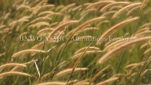 BNWO trailer compilation from June to July 2026