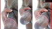 Pregled videozapisa
