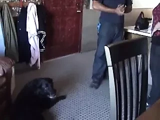 莫莉从狗美容师那里得到一个奶油派