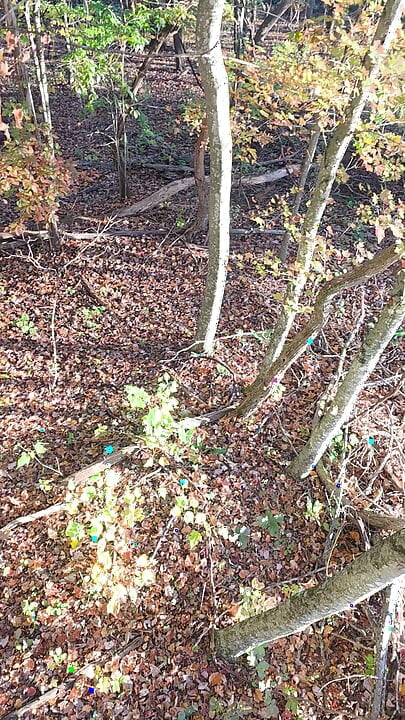 Gran oso cazando desde el puesto en el árbol