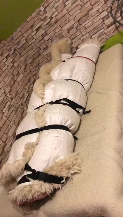 Orgasm cu blană 4