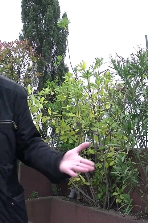 Xmas Babe, Cute and Hairy 5408 2