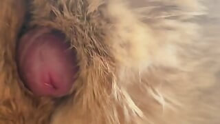 Caresse de fourrure de lapin et éjaculation non coupée