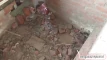 Video pregled