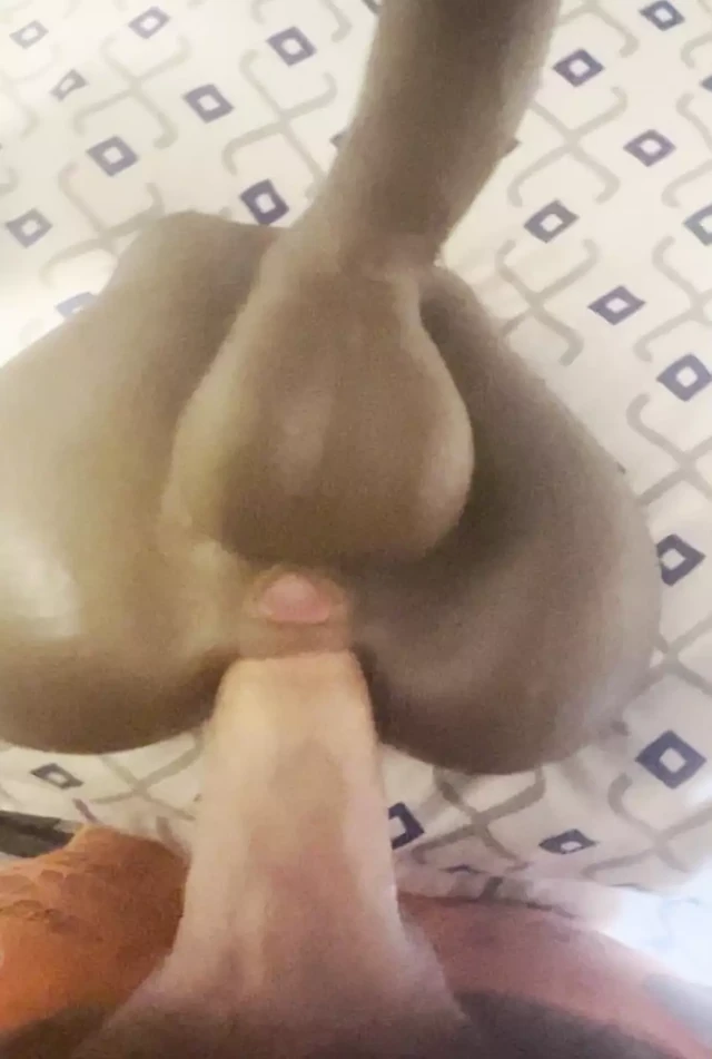 White cock fucking black beauties ass