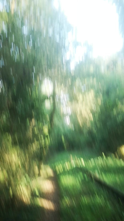 Forest walk