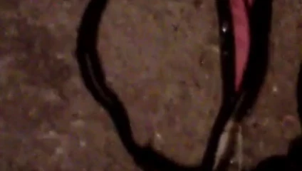 kardeş tanga