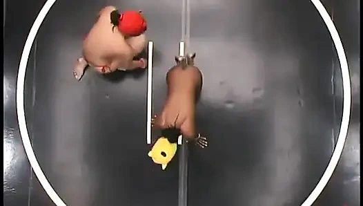 Yellow Kitty and Crimson Ninja