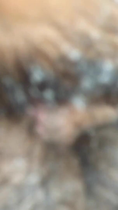 New 18 Couple Sex Sri Lanka - 18 Year Old Pussy | Clip 2