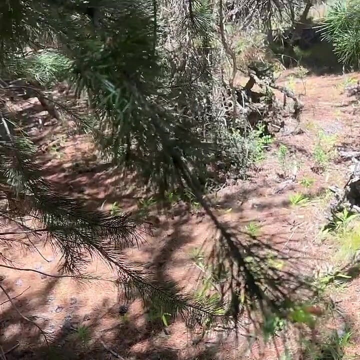 He Took Me Into the Bushes to Fuck Me in the Ass