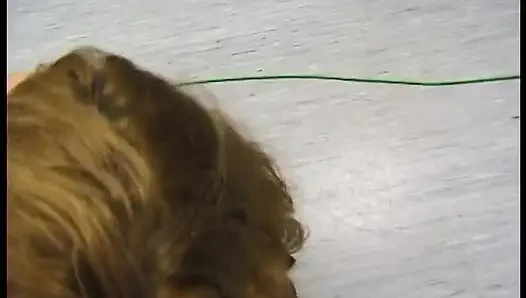 Cewek dewasa rambut pirang lagi asik nyepong kontol