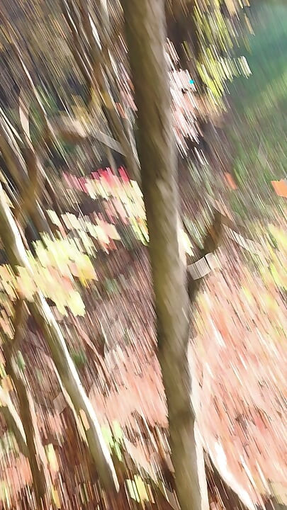 ビッグベア　ツリースタンドでの狩り