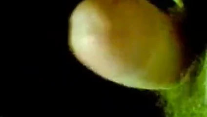 walenie konia