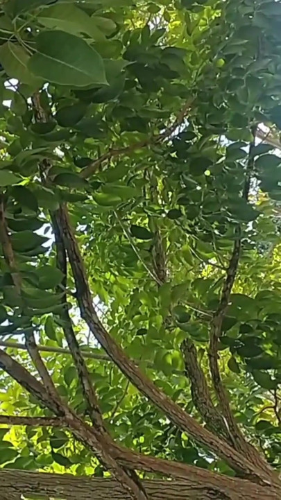 Spectacular moment from "TBT more videos that were forgotten"