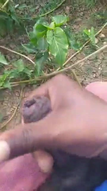 Indian desi gay boy out door masterbation out cum