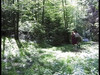 Pratonton Video