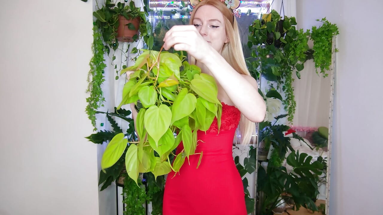 הצמחים שקיבלתי לחג המולד