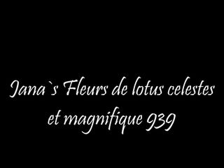 Fleurs de lotus celestes et magnifique 939