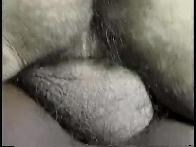 Gorące paski czarnej laski następnie ssie dużego czarnego kutasa