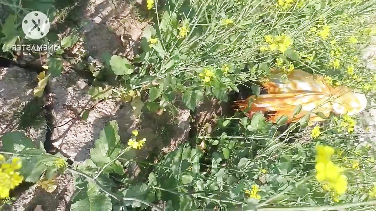 Desi Dorf Bhabhi Von Devar Im Freien Gefickt