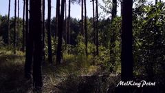 MelKingPoint - Surrounded by Trees