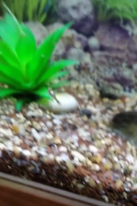 Stepdaddy's Stepson Masturbates His Big Fat Cock in Front of His Precious Aquarium!