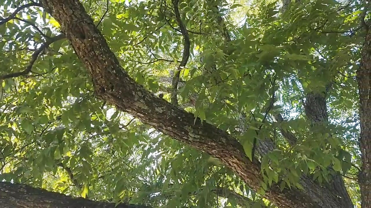 Kevy 69's go to the park with me & Orgasm