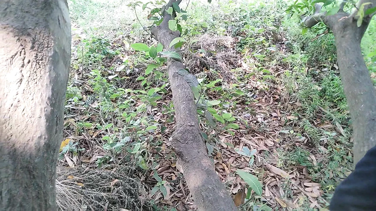 The boy from the local village goes to the garden and climbs on the ground and punches him