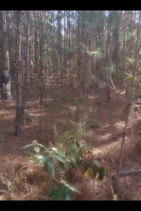 A Tourist Lost in the Woods Is Forced to Have Sex with a Witch to Avoid Being Cursed!!! Halloween