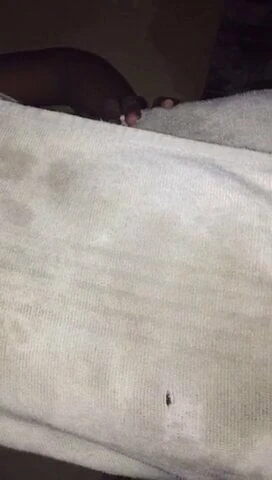 Pute