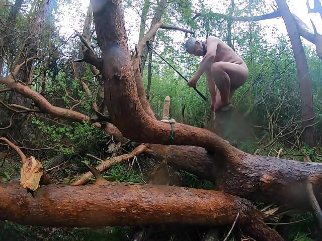Coisas que você encontra na floresta