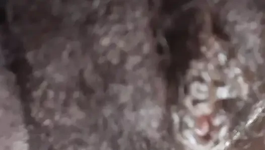 German fat hairy black pussy closeups