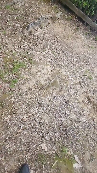 Almost Caught Multiple Times While Hiking