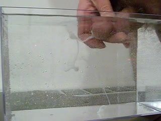 Éjaculation dans l&#39;eau, dans un récipient comme un petit aquarium - 06