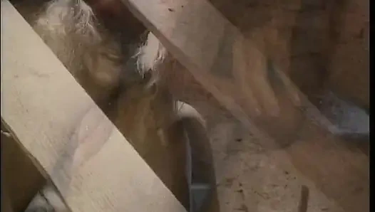 Cewek rambut pirang ini lagi asik fingering memeknya di menara kuno, dan ngentot kontol sampai matanya menganga lebar