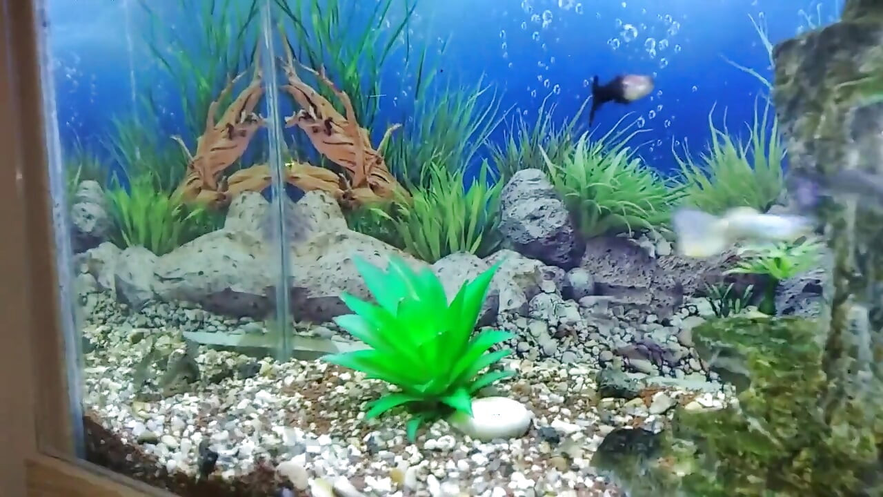 Stepdaddy's Stepson Masturbates His Big Fat Cock in Front of His Precious Aquarium!