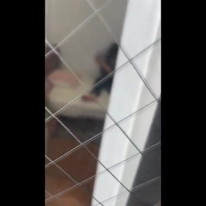 Menggoda setiap hari dengan jiran sebelah. - B