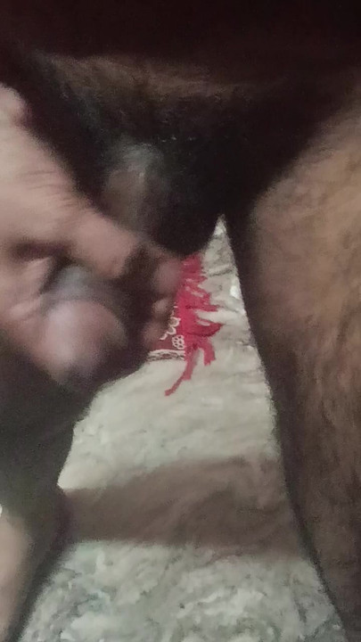 Muslim bull's cock (bull for your wife)