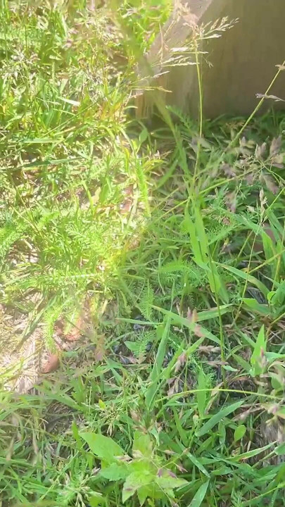 pissing outside near grape tree | Clip 1