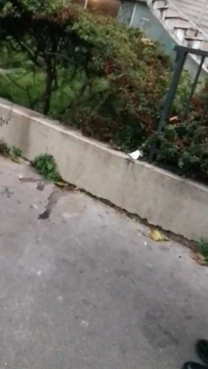 Ass street