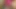 big cock and venoza, in pink lace lingerie, masturbates intensely, submissive, wants to have sex all day