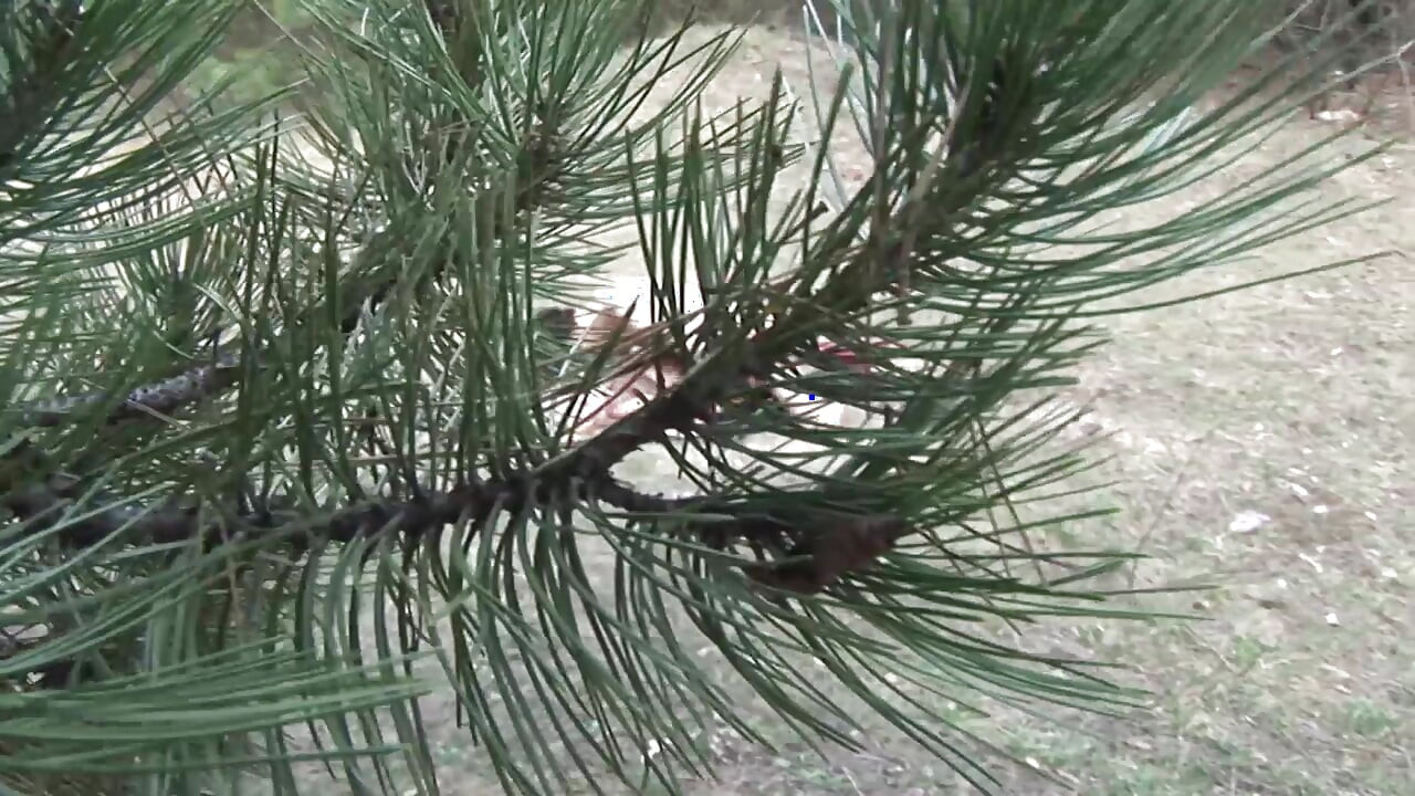 Surpreendente loira francesa recebe seu cu rasgado na floresta