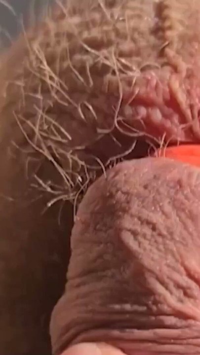 Thick, fat, hard banded cock comes without squirting during horny banding session | Clip 1